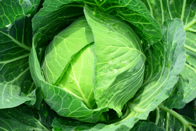 犬の手作りごはんにおすすめ野菜 キャベツ の解説 胃粘膜の保護に 初心者向け 犬の手作りごはんを学ぶ 犬ごはんライフ