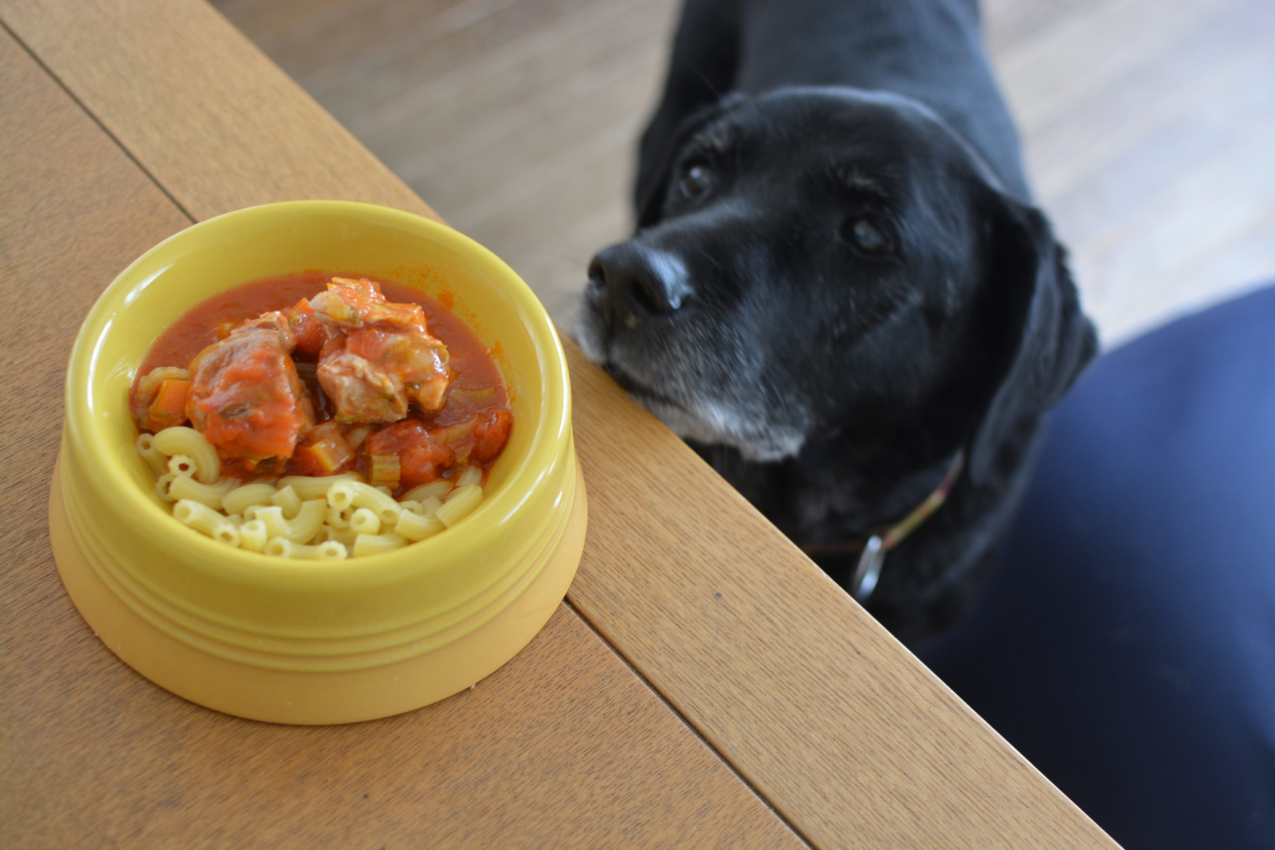 鶏もも肉と野菜のトマト煮込み 犬の手作りごはんレシピ 老犬向け 犬の手作りごはんを学ぶ 犬ごはんライフ