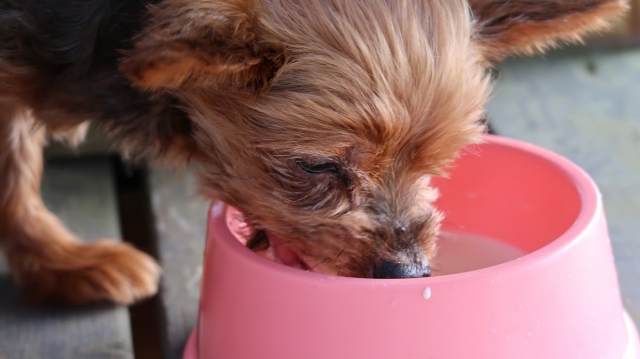 犬の手作りごはんの量をどう決める 初心者向け 犬の手作りごはんを学ぶ 犬ごはんライフ